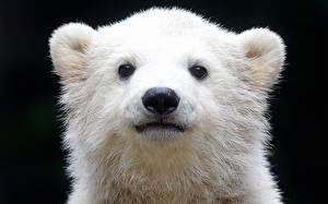 Picture Bears Polar bears  animal