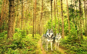 Фото Креатив волки духи леса призраки