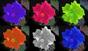 デスクトップの壁紙、、フヨウ、Beutiful Hibiscus flower in six colour、