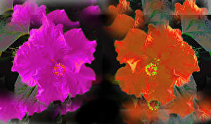Bakgrunnsbilder Hibiskus Tapestry of two Hibiscus flowers Blomster