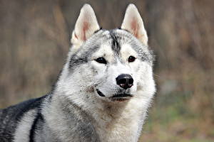 Photo Dog Alaskan Malamute