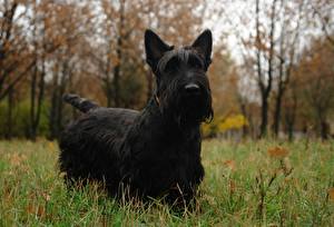 Fondos de escritorio Perros Terrier escocés Negro un animal
