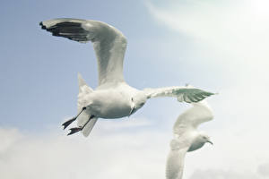 Sfondi desktop Uccelli Gabbiani Animali