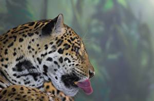 Hintergrundbilder Große Katze Jaguar Tiere