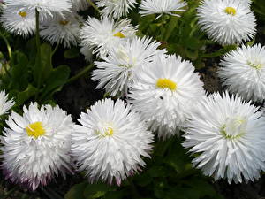 Hintergrundbilder Gänseblümchen Blumen