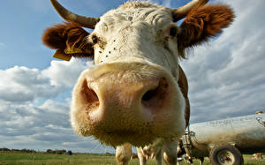 Sfondi desktop Artiodattili Mucche Il muso animale