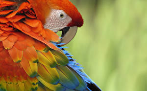 Hintergrundbilder Vogel Papageien  ein Tier