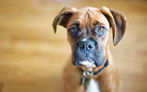 Images Dogs Boxer Animals