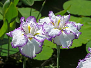 Bakgrundsbilder på skrivbordet Irisar Blommor