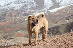 Pictures Dogs Shar Pei Animals