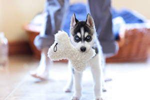 Picture Dogs Husky Puppy  Animals