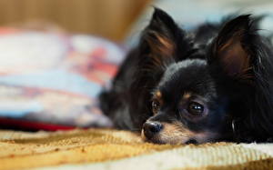 Pictures Dogs Papillon Animals