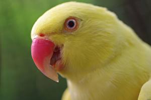 Papel de Parede Desktop Aves Papagaios um animal