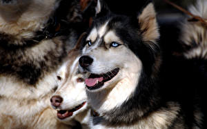 Bureaubladachtergronden Honden Alaska-malamute Siberische husky Dieren