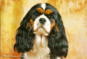 Hintergrundbilder Hund Spaniel King Charles Spaniel Tiere