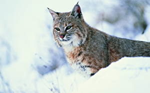 Pictures Big cats Lynxes animal