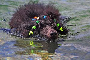 Фотографии Собака Пуделя черный пудель плывет животное