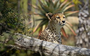 Picture Big cats Cheetah animal