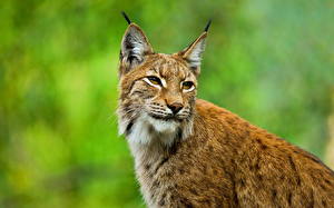 Fonds d'écran Fauve Lynx