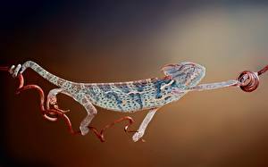 Sfondi desktop Reptilia chameleon