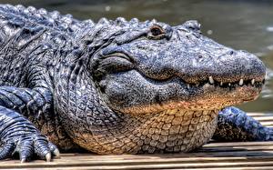Papel de Parede Desktop Crocodilos um animal