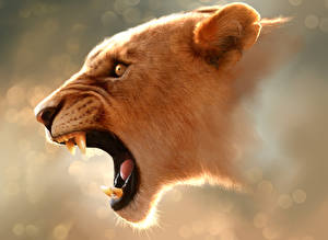 Фотографии Большие кошки Рисованные рычащая львица животное