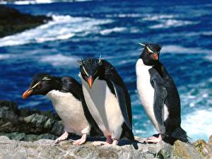 Hintergrundbilder Pinguine ein Tier