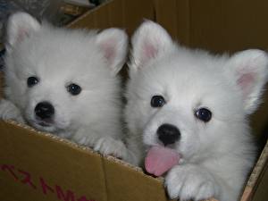 Picture Dogs Spitz Puppy  animal