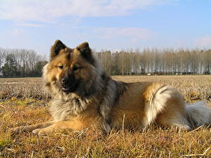 Papel de Parede Desktop Cachorro Eurasier um animal