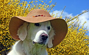 Papel de Parede Desktop Cães Golden retriever Retriever Chapéu Animalia