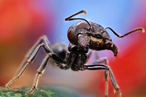 Hintergrundbilder Insekten Ameisen ein Tier