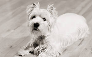 Pictures Dogs West Highland White Terrier White Animals