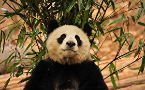 Papel de Parede Desktop Urso Pandas Animalia