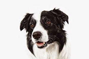 Tapety na pulpit Psy domowe Border collie