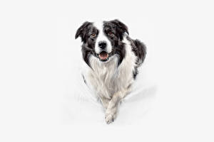 Desktop hintergrundbilder Hunde Border Collie ein Tier