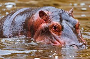 Tapety na pulpit Hipopotam