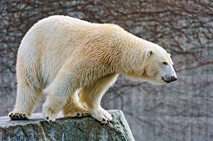 Papel de Parede Desktop Urso Urso-polar animalia