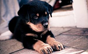 Pictures Dogs Rottweiler animal