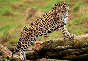 Bakgrundsbilder på skrivbordet Pantherinae Jaguar