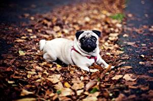 Picture Dogs Pug  Animals