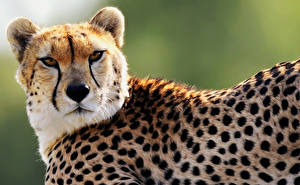 Wallpaper Big cats Cheetahs Animals