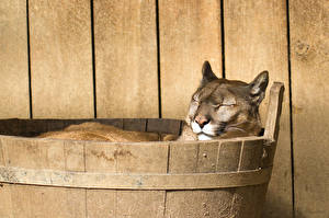 Hintergrundbilder Große Katze Puma  ein Tier