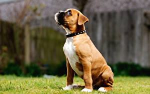 Bureaubladachtergronden Honden Boxer (hond)  Dieren