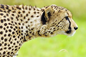 Images Big cats Cheetah animal