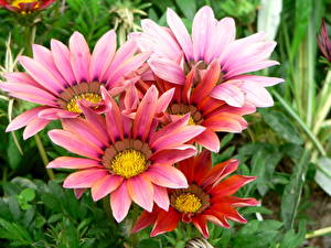 Bilder Gazania Blumen