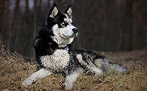 Hintergrundbilder Hunde Siberian Husky ein Tier