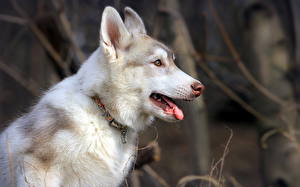 Hintergrundbilder Hund Siberian Husky Alaskan Malamute ein Tier