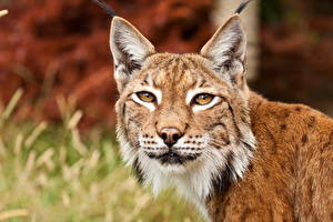 Pictures Big cats Lynxes