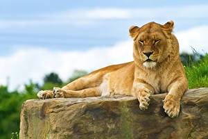 Tapety na pulpit Wielkie koty Lew afrykański Lwica zwierzę