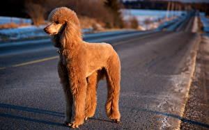 Pictures Dog Poodle  Animals